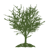 Cedar Hill Parks & Recreation logo